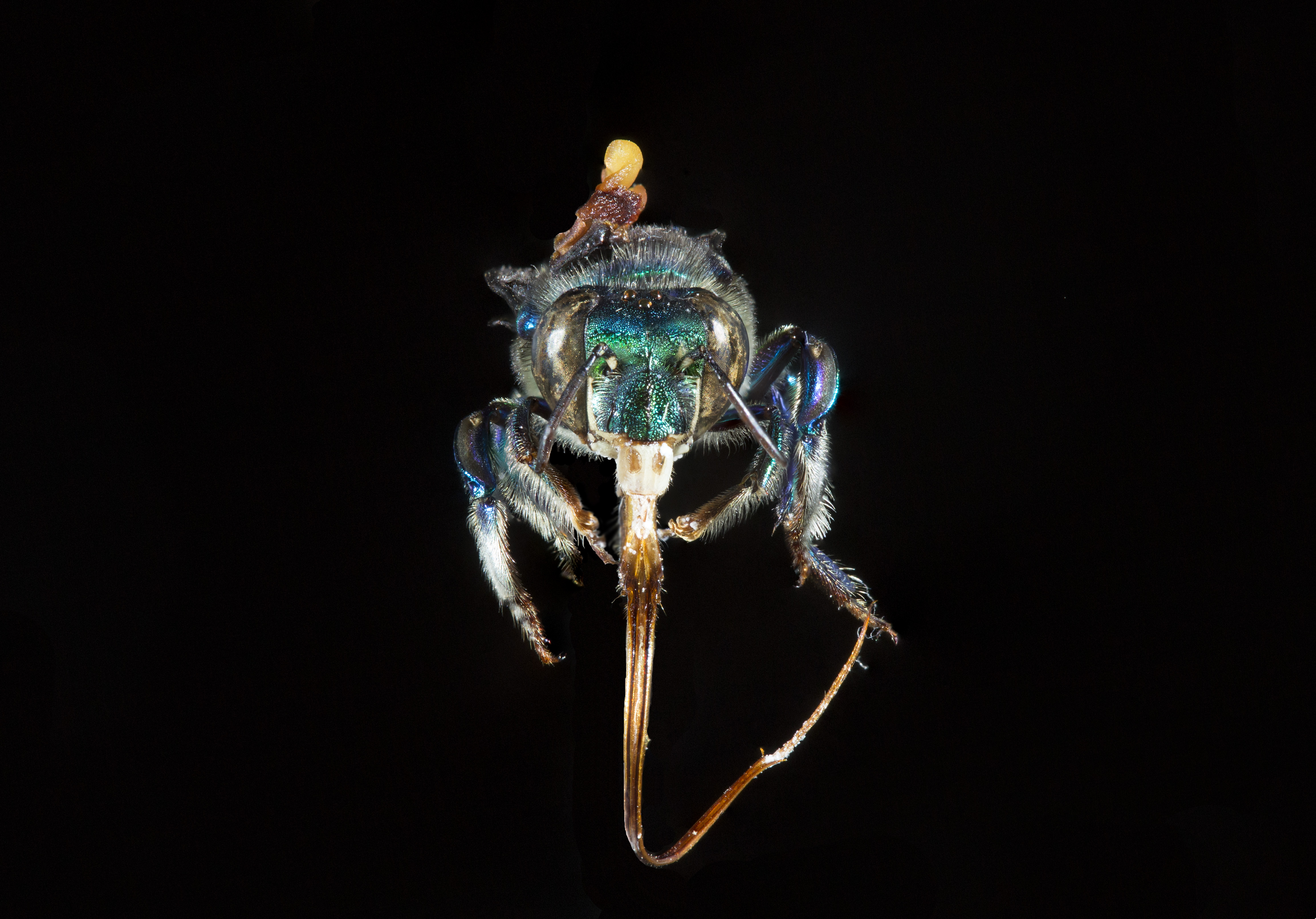 Euglossa imperialis